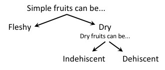 Broad classifications of simple fruit types